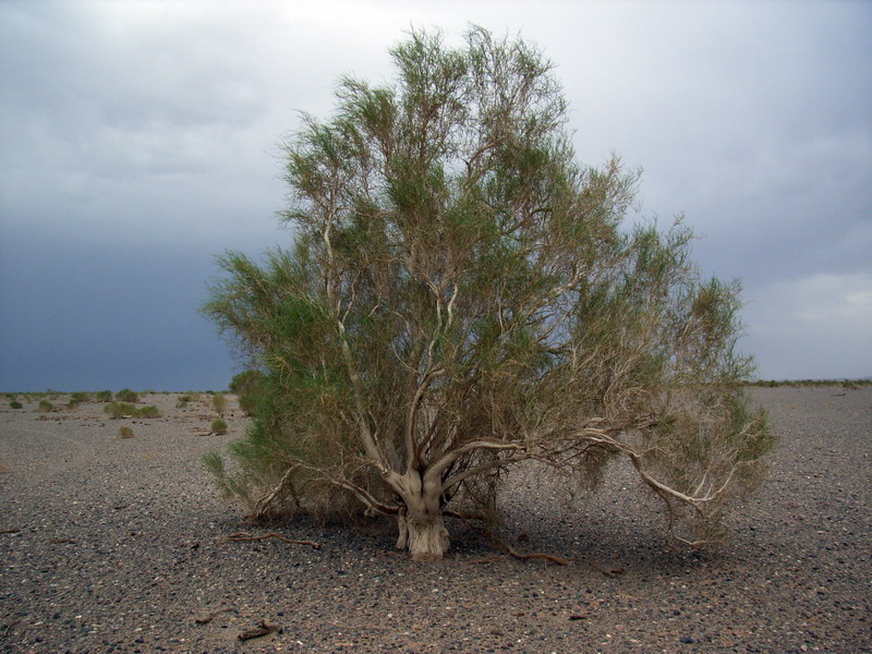 سیاه تاغ